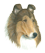 (image for) Collie Notepad(B)